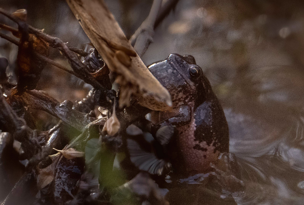 Little Peeper in the Bog