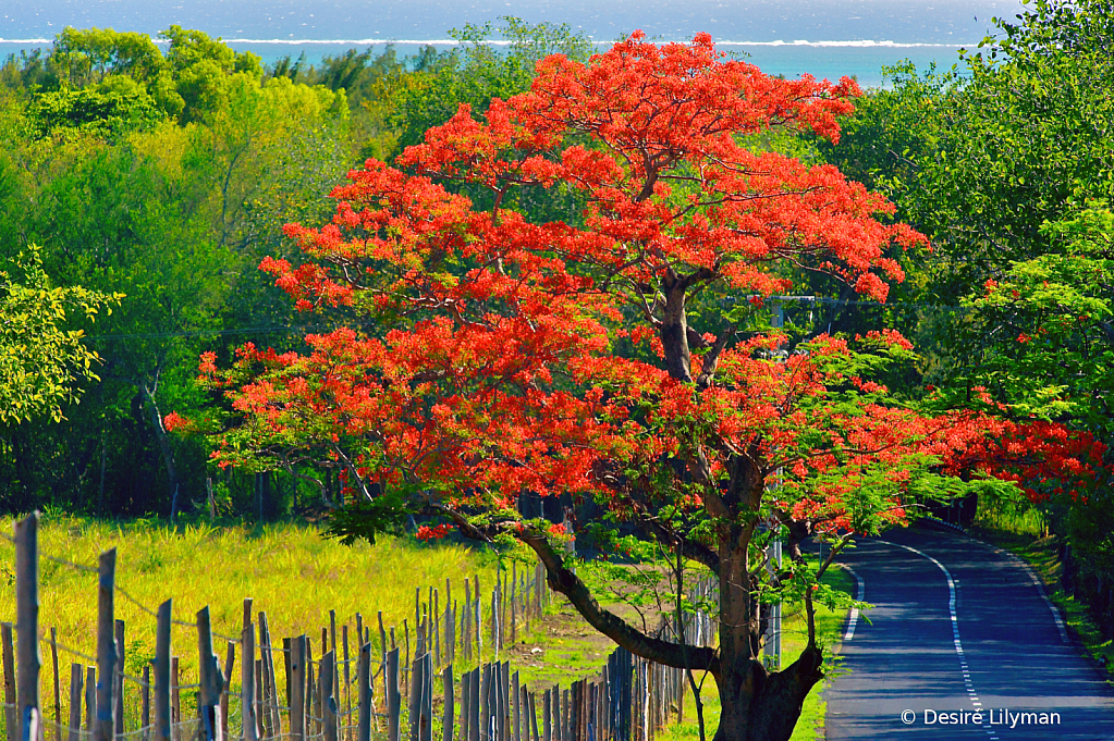 The Flamboyant  tree