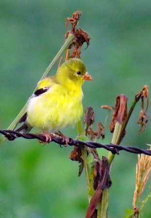 Little Fluffy Yellow Bird