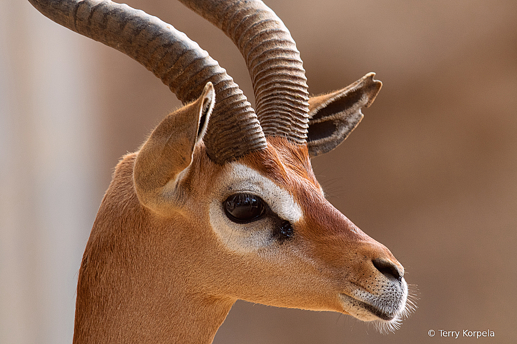 Lesser Kudu - ID: 15996789 © Terry Korpela