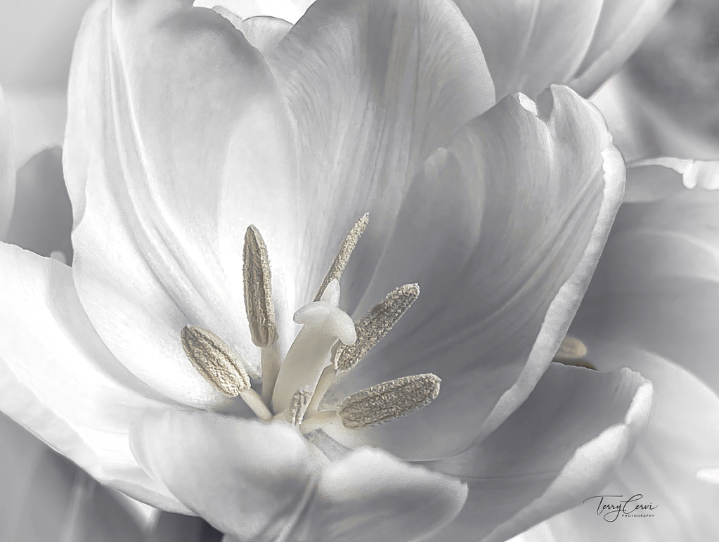 Tulip in Gray and White