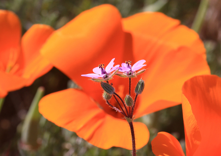 Tiny wildflowers