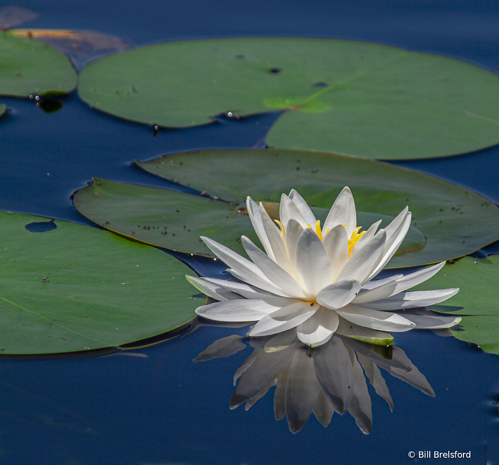 Water Lily