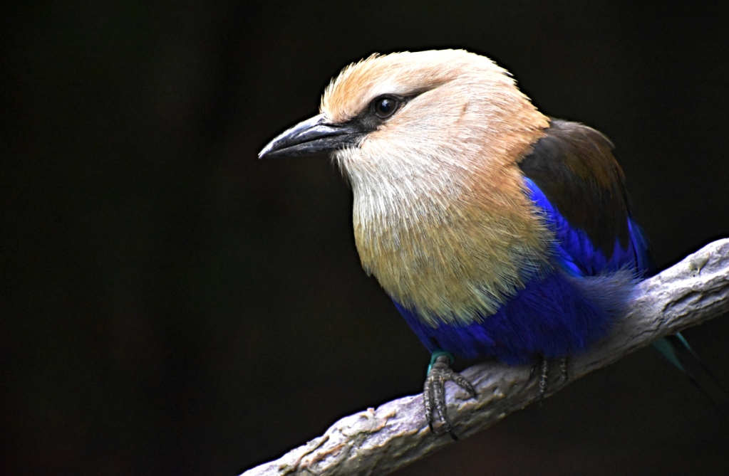 Blue Bellied Roller at the Columbus Zoo