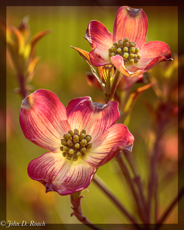 Dogwood Blossoms