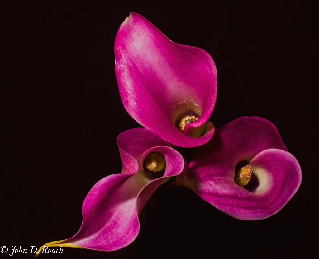 Purple Calla Lilies - ID: 15997140 © John D. Roach