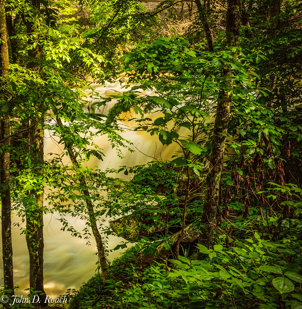 Rapids Seen through the Trees