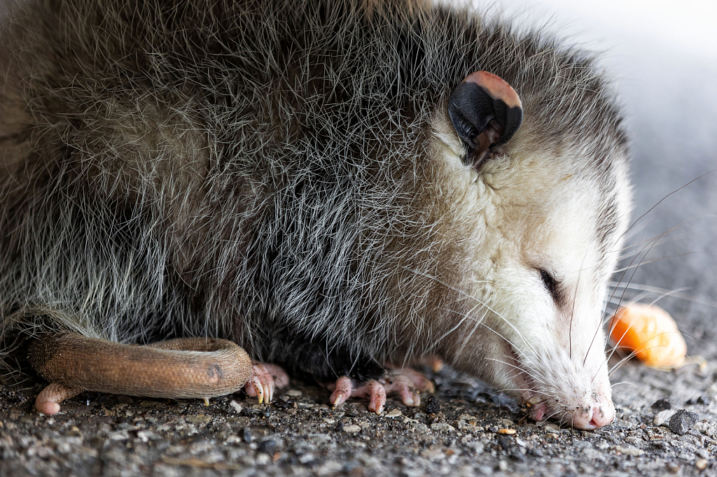 Playing Possum