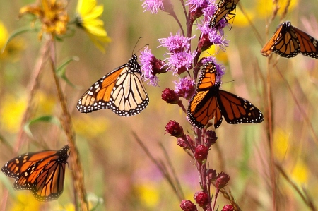 Butterflies Are Free