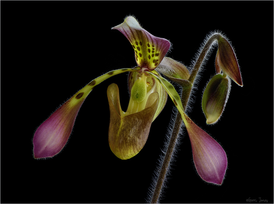 Lady Slipper Illuminated