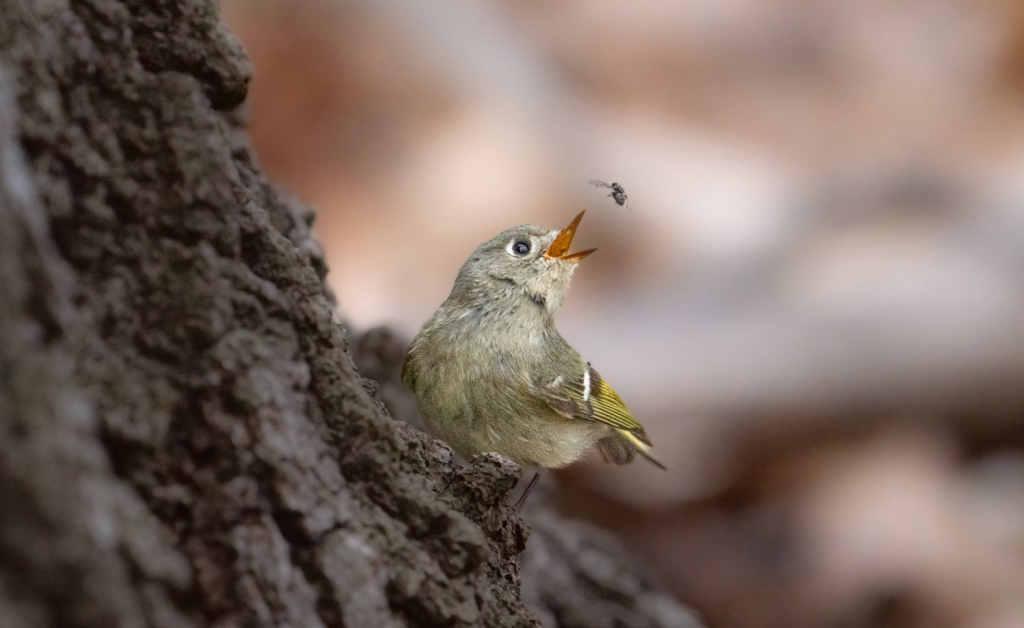 Ruby Crowned Kinglet Almost Gets the Fly