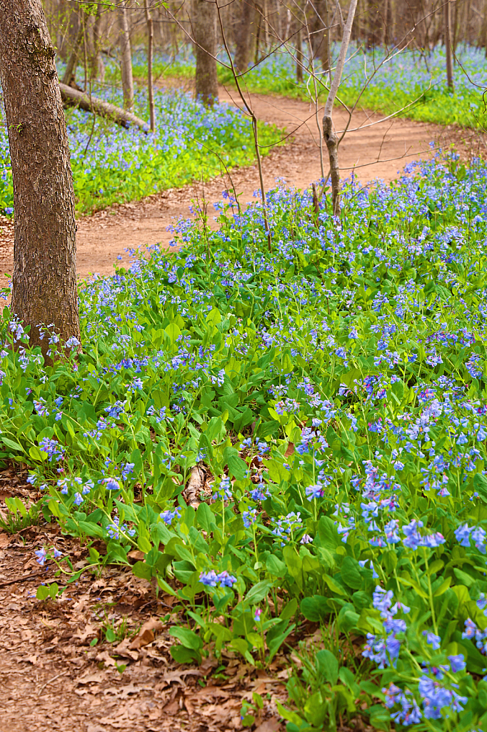 Nature Walk