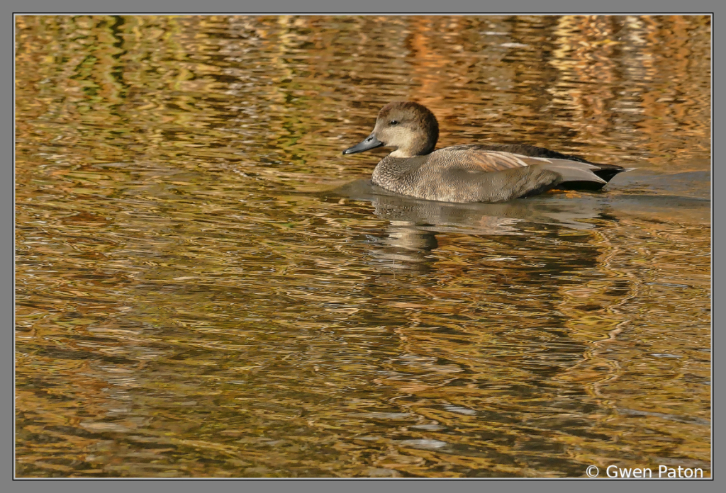 On Golden Pond