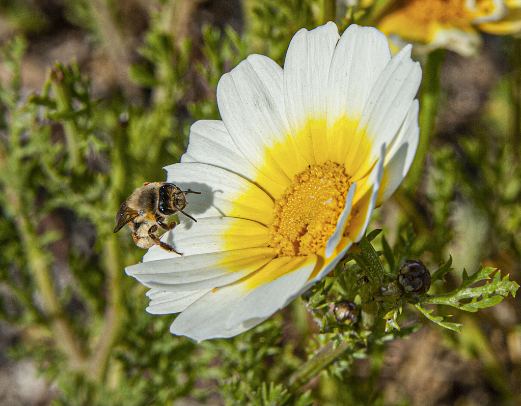 Flower & Bee - ID: 15997464 © Lynn Andrews