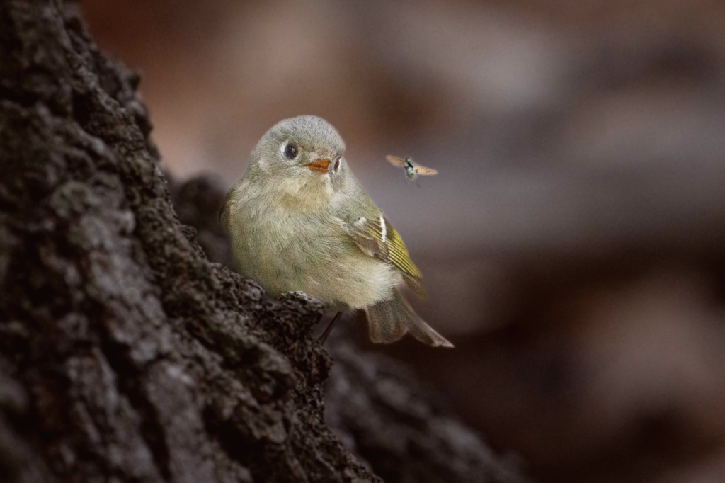 Ruby Crowned Kinglet and the Fly