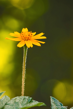  Yellow daisy flower