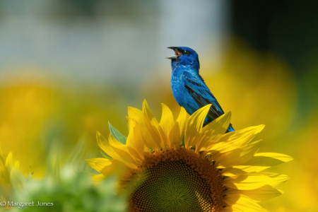 Singing for the Sunflowers