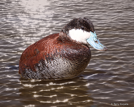 Ruddy Duck (Male Breeding Plumage)