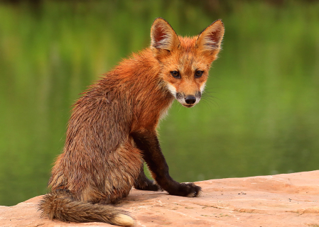 Red Fox Baby