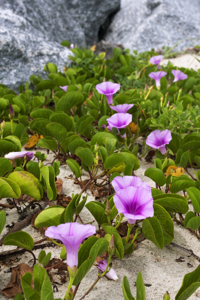 Sandy Garden