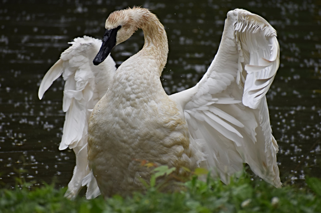 Trumpeter Swan at the Columbus Zoo