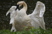 Trumpeter Swan at...