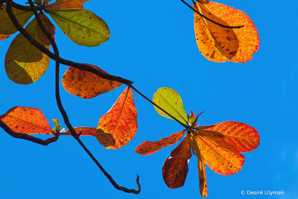 Autumn leaves