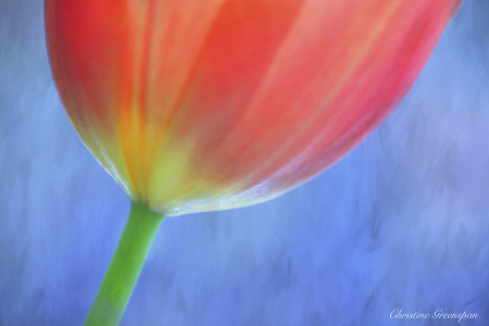 Tulip Macro