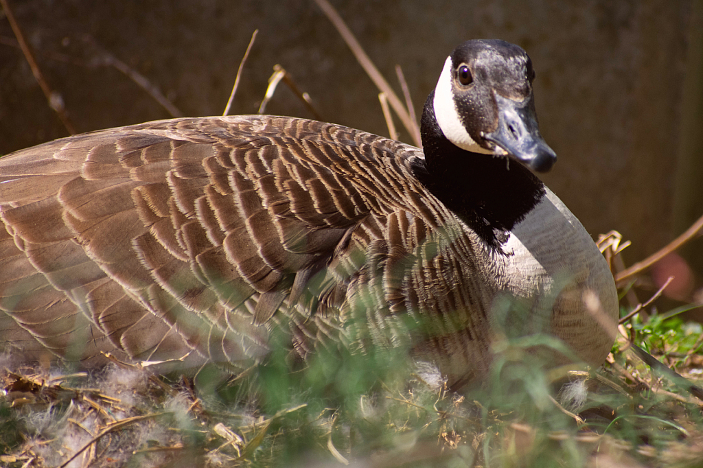 A Nesting Canada Goose