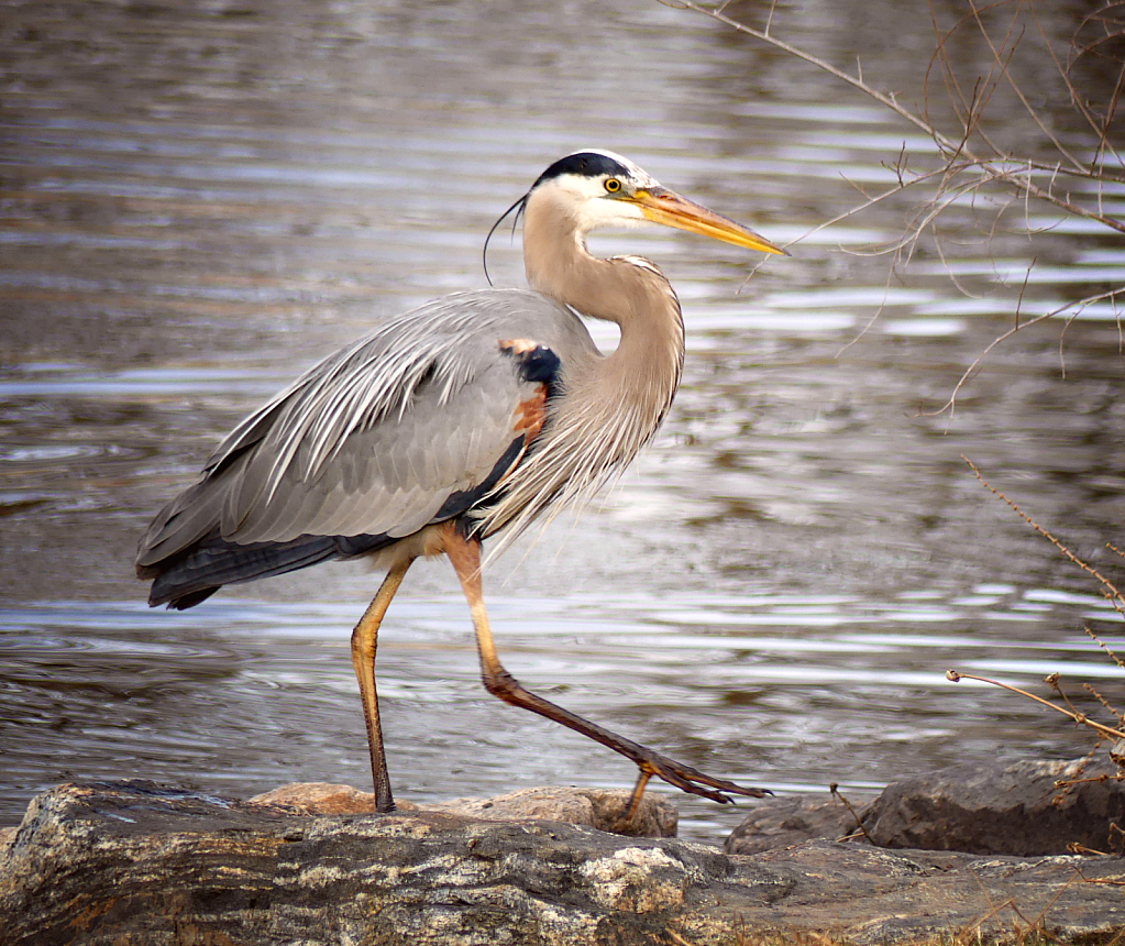 Great Blue Heron Strut