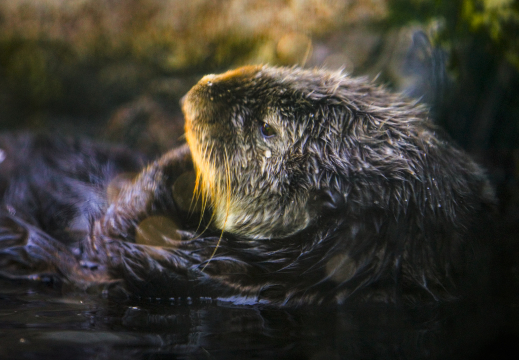 Sea Otter's Late Afternoon Swim - ID: 15998270 © Lynn Andrews