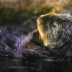 2Sea Otter's Late Afternoon Swim - ID: 15998270 © Lynn Andrews