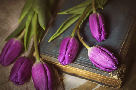 Purple Tulips