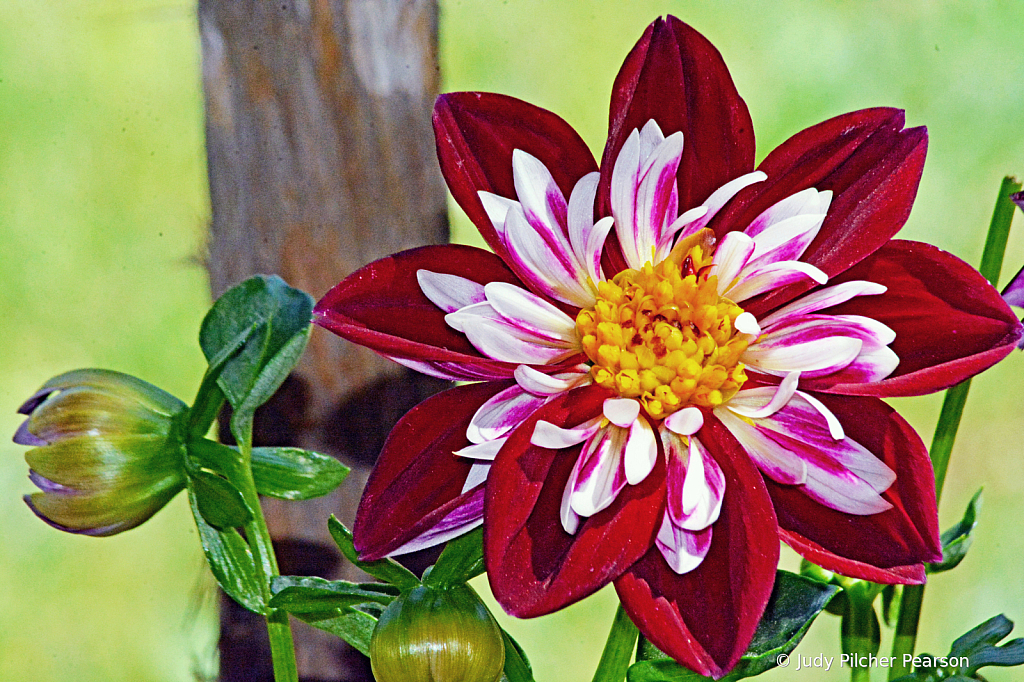 ....and more dahlia blossoms to come