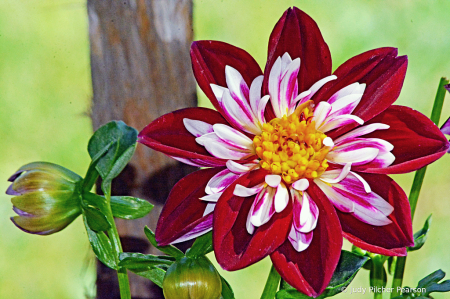 ....and more dahlia blossoms to come