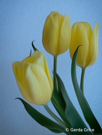 Yellow Store Bought Tulips