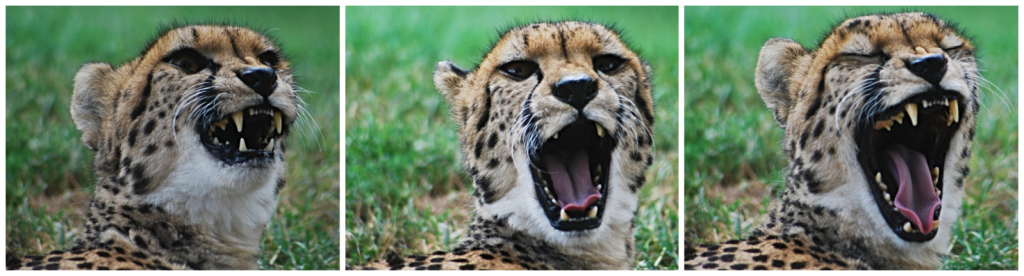 Cheetah Yawn