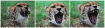Cheetah Yawn