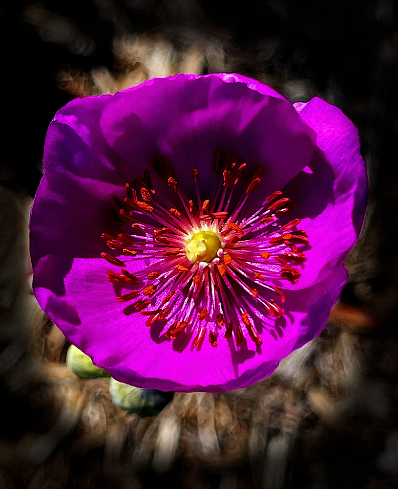 Tiny Flower