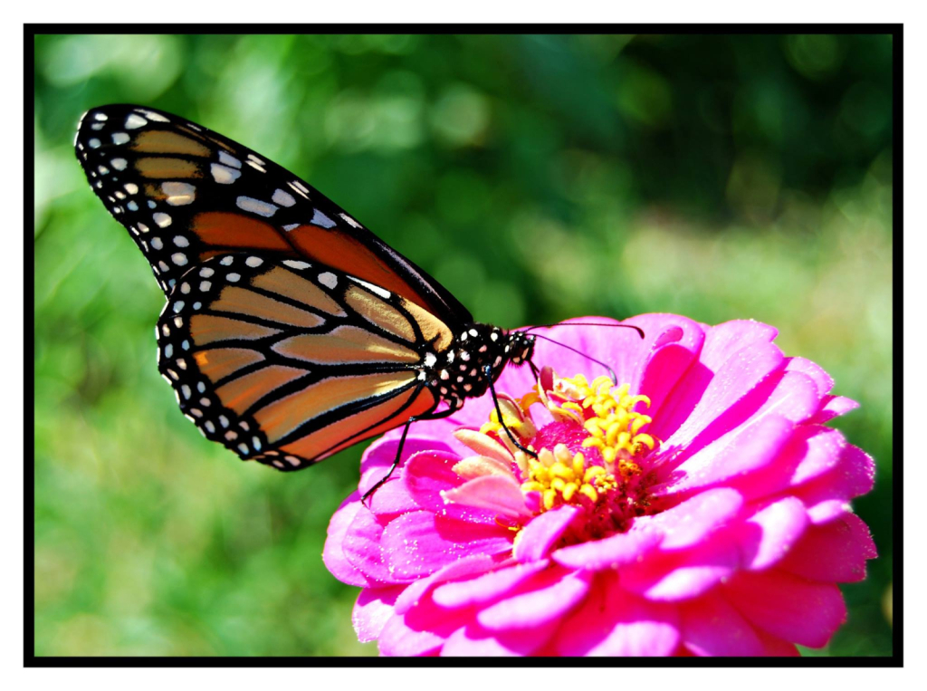 Monarch on Zinnia