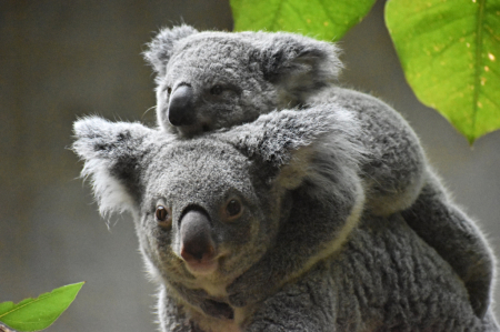 Mother Koala with Baby at the Columbus Zoo