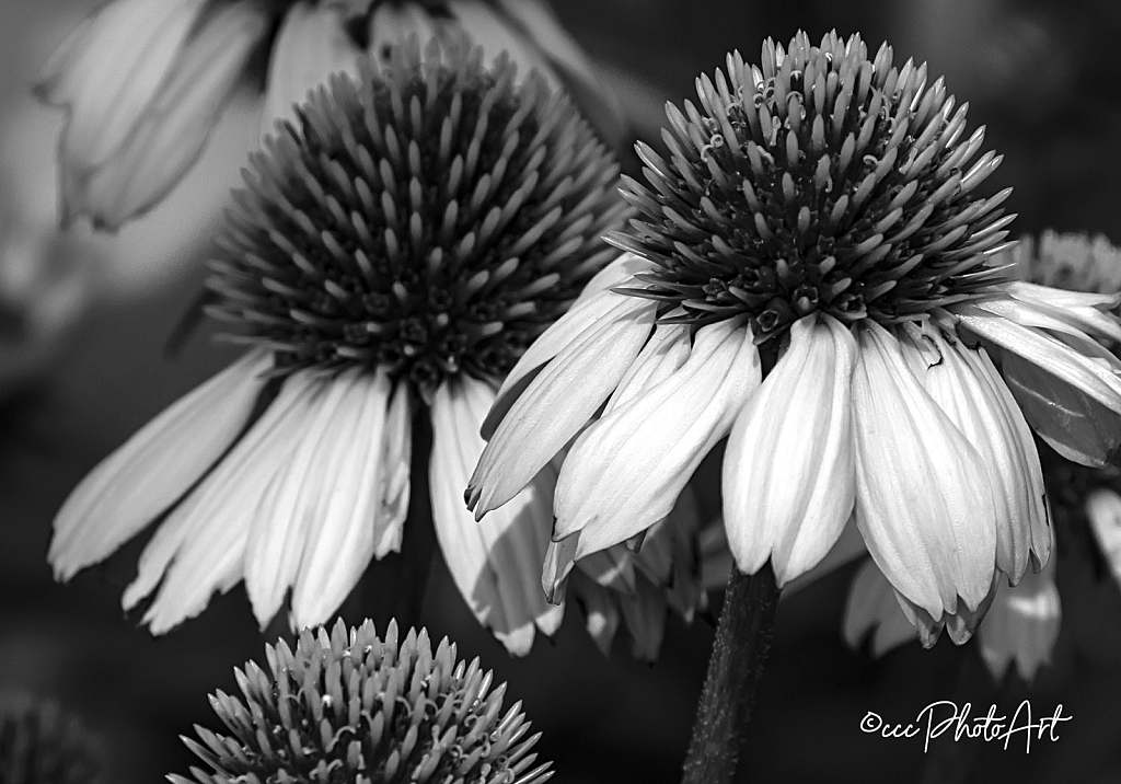 Blanche Coneflowers