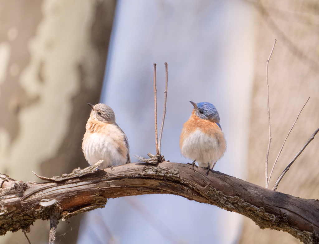 Mr. and Mrs. Bluebird in Sync