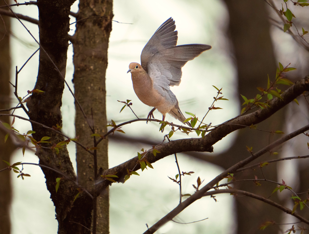 Mourning Dove Taking Off