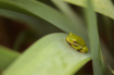 A tiny frog