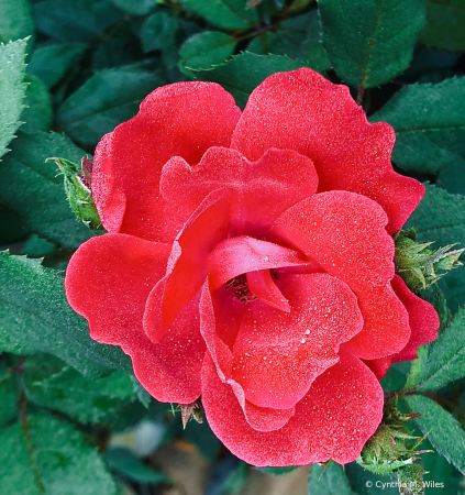 Morning Dew on Rose Petals 