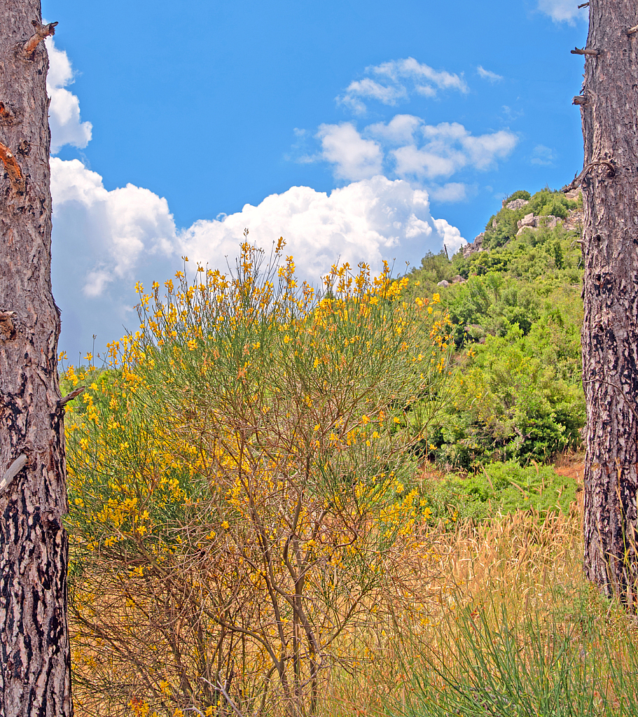 Pine trees - Window to natural scenery!