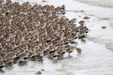 Dunlin 