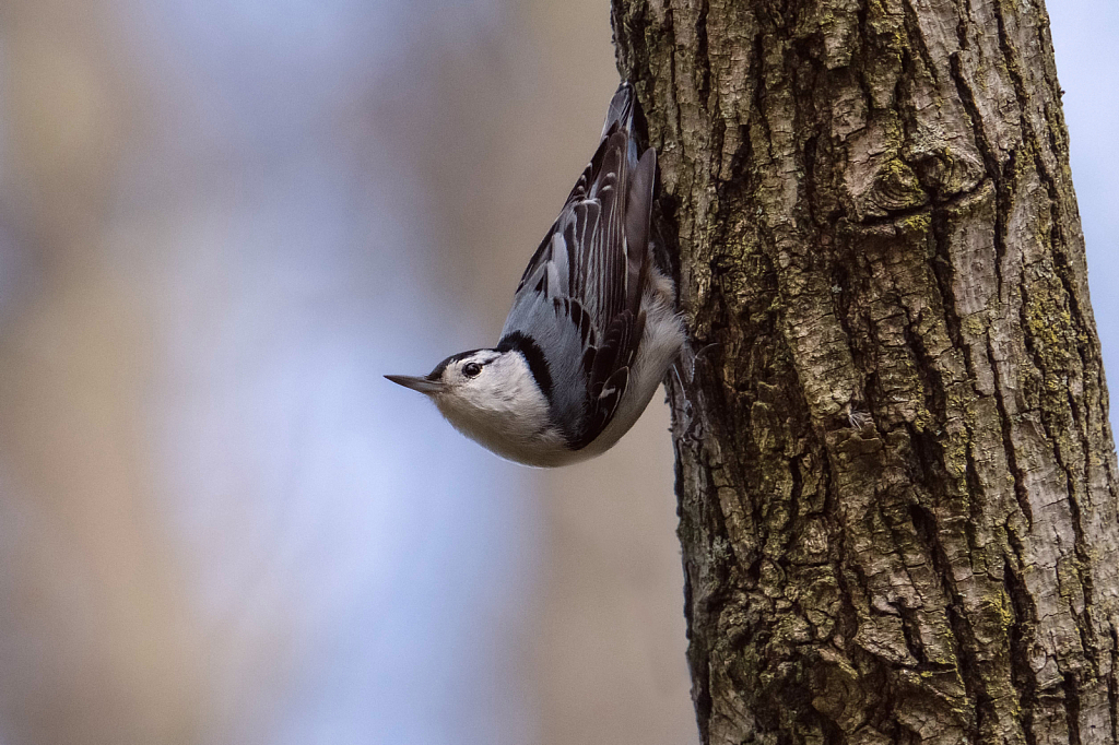 The Curious Nuthatch
