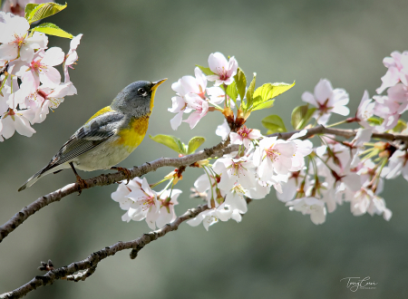 Northern Parula